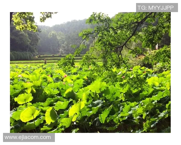 深度对话:吴丽如何在足球世界中追寻梦想与成长 深度对话:吴丽如何在足球世界中追寻梦想与成长